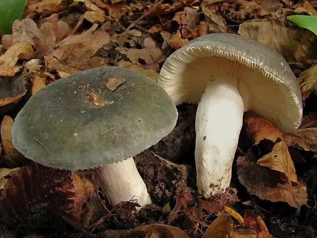 Gołąbek modrożółty (Russula cyanoxantha)