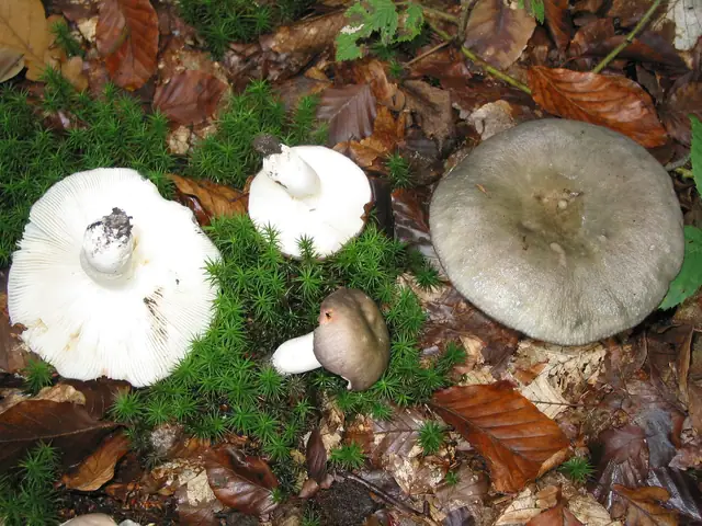 Gołąbek modrożółty (Russula cyanoxantha)