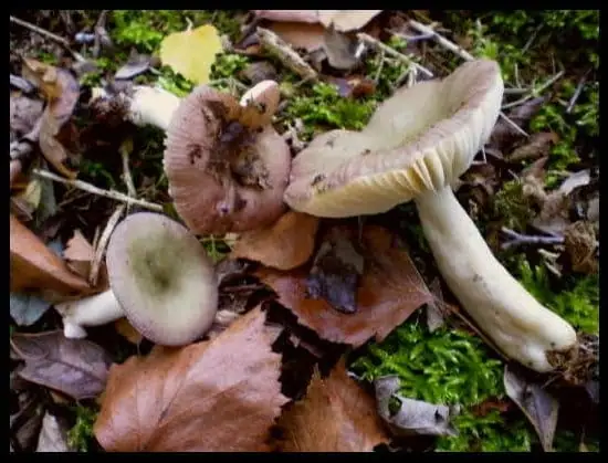 Gołąbek najdelikatniejszy (Russula gracillima)