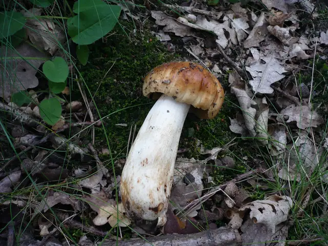 Gołąbek niemiły (Russula subfoetens)