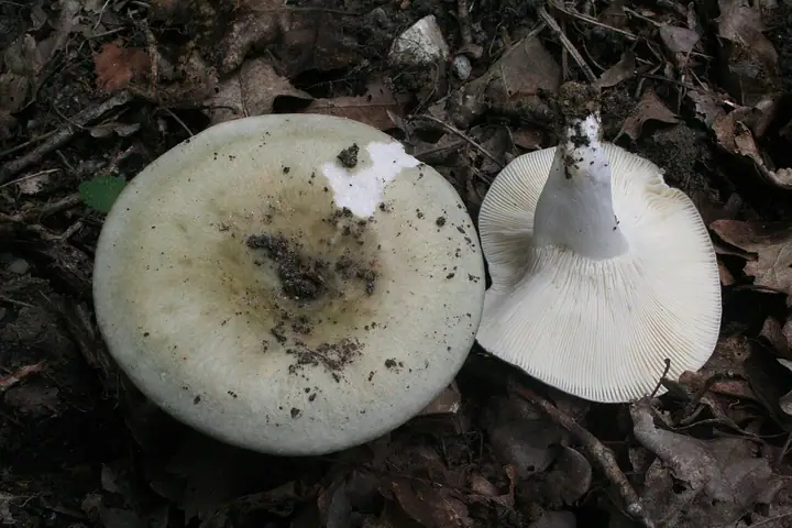 Gołąbek oliwkowozielony (Russula heterophylla)