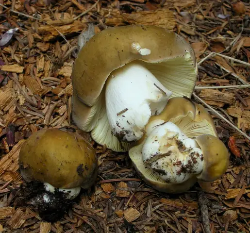 Gołąbek oliwkowy (Russula olivacea)