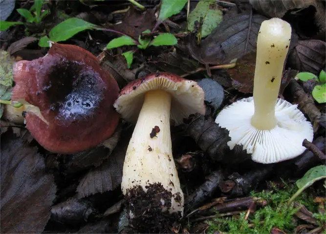 Gołąbek olszowy (Russula alnetorum)