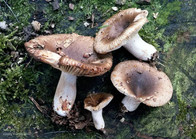 Gołąbek piekący (Russula sororia)