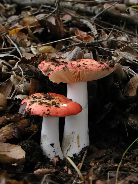 Gołąbek plamisty (Russula maculata)