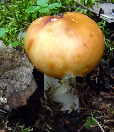 Gołąbek płowiejący (Russula decolorans)