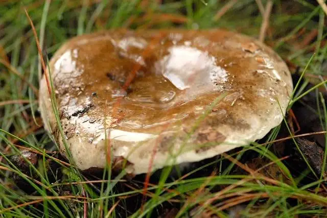 Gołąbek podpalany (Russula adusta)