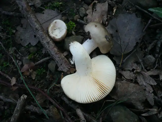 Gołąbek pośredni (Russula medullata)