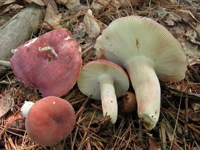 Gołąbek powabny (Russula amoena)