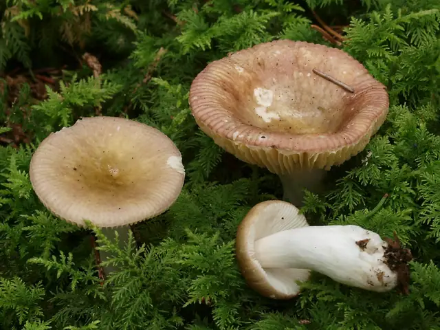 Gołąbek prążkowany (Russula nauseosa)