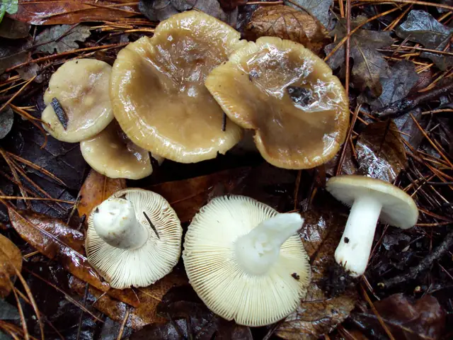 Gołąbek przyjemny (Russula amoenolens)