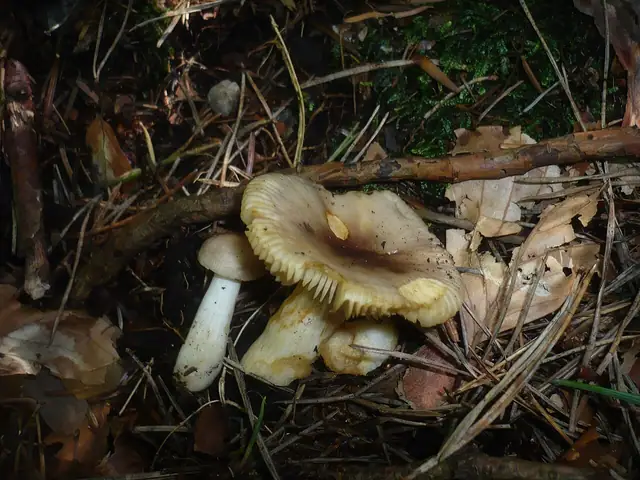 Gołąbek skromny (Russula puellaris)