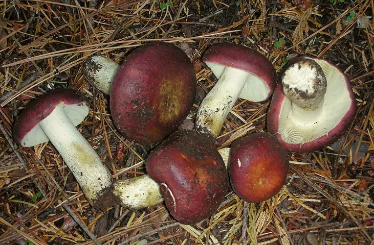 Gołąbek śledziowy (Russula xerampelina)