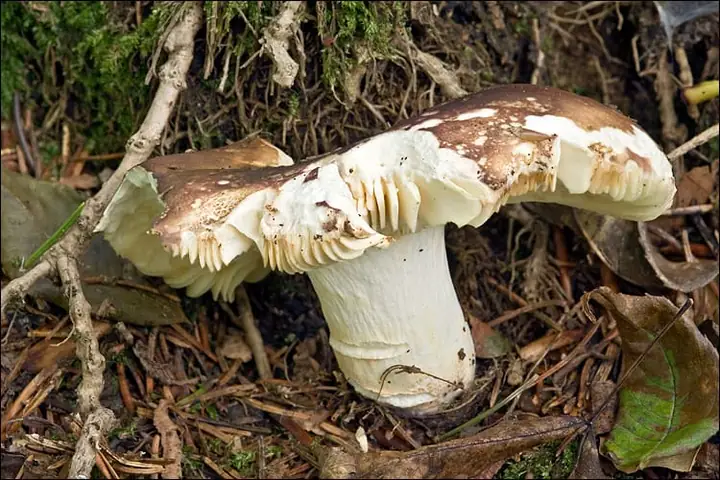 Gołąbek słodkawy (Russula integra)