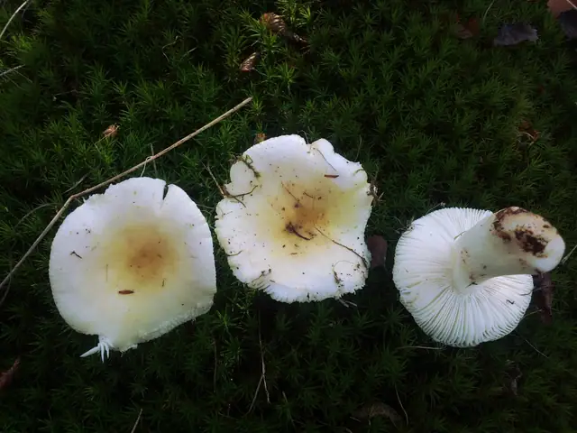 Gołąbek słoneczny (Russula solaris)