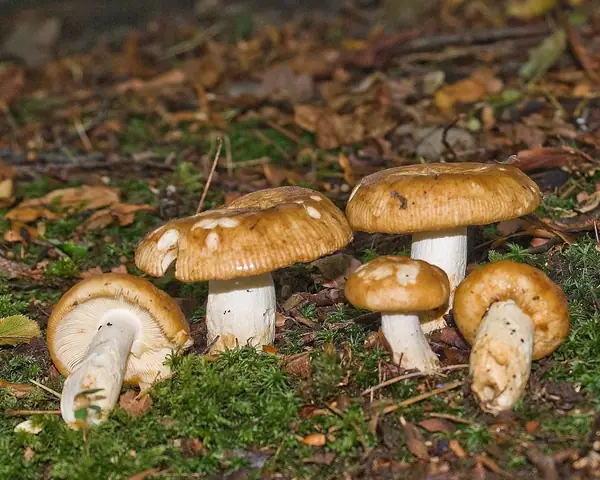 Gołąbek śmierdzący (Russula foetens)