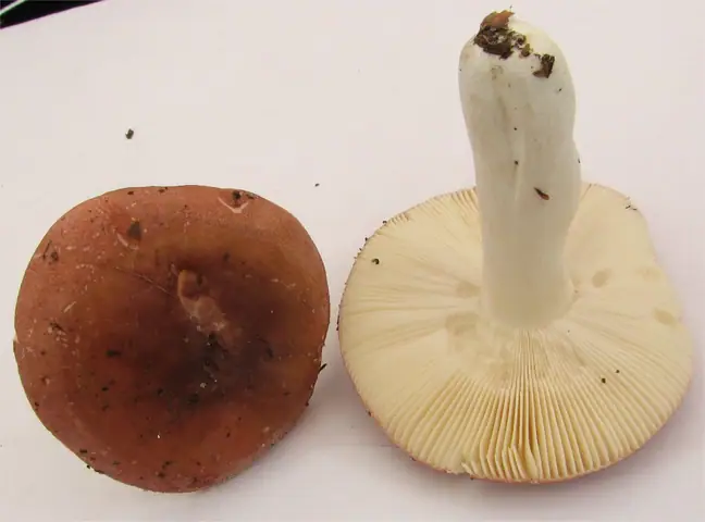 Gołąbek turecki (Russula turci)