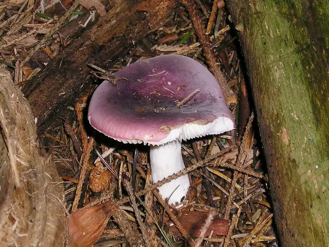 Gołąbek turecki (Russula turci)