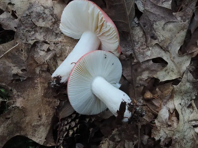 Gołąbek wiśniowoczerwony (Russula silvestris)