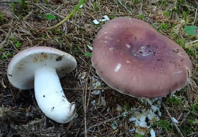 Gołąbek wyborny (Russula vesca)