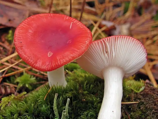 Gołąbek wymiotny (Russula emetica)