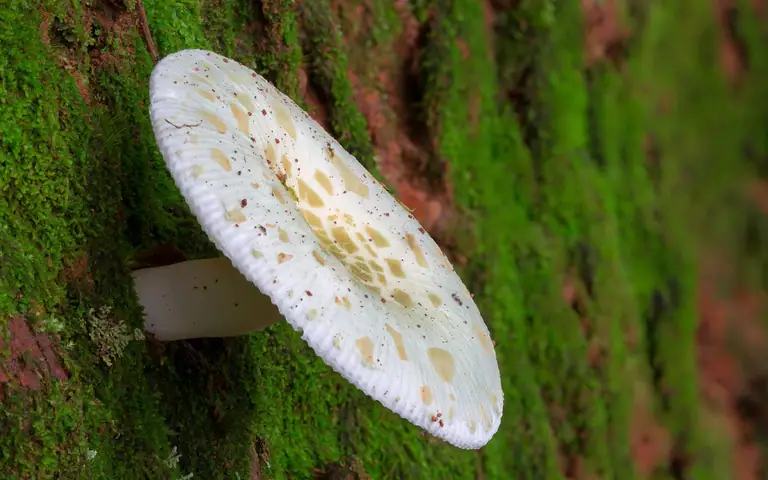 Gołąbek zielonawy (Russula virescens)