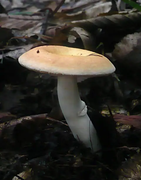 Gołąbek zmiennobarwny (Russula risigallina)