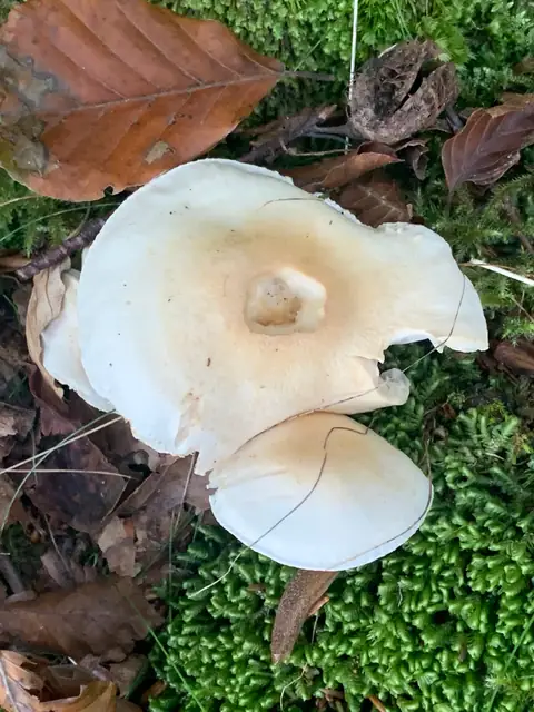 Gołąbek żółciowy (Russula fellea)
