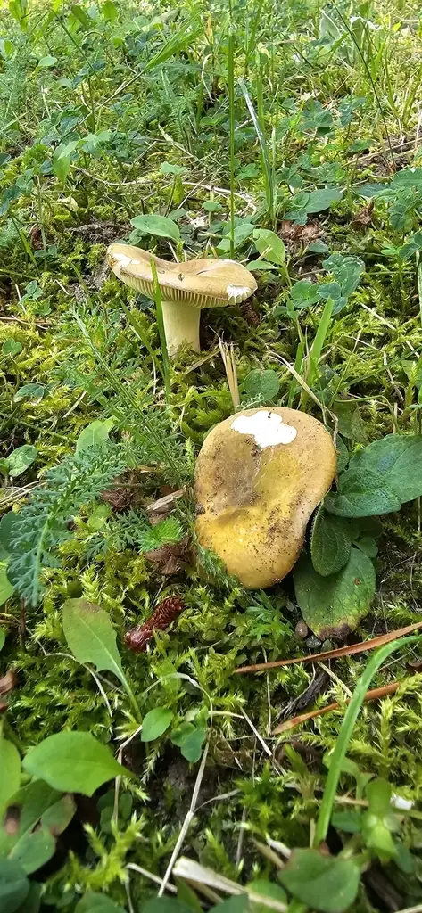 Gołąbek żółtozielonawy (Russula clavipes)