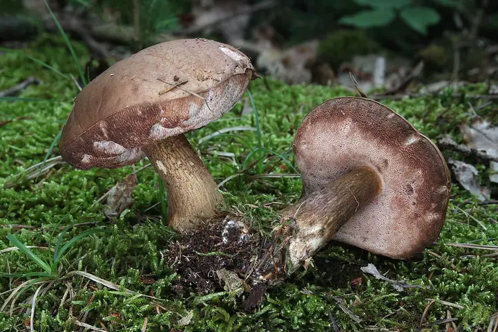 Goryczak żółciowy (Tylopilus felleus)
