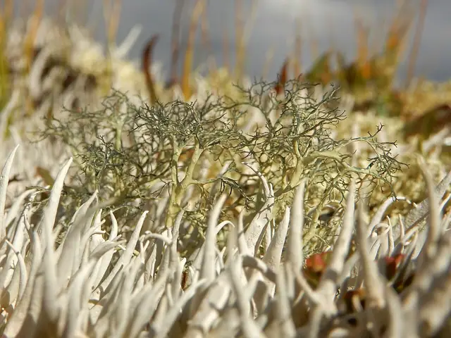 Gowardia czerniejąca (Gowardia nigricans)