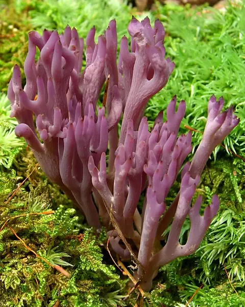 Goździeńczyk ametystowy (Clavulina amethystina)
