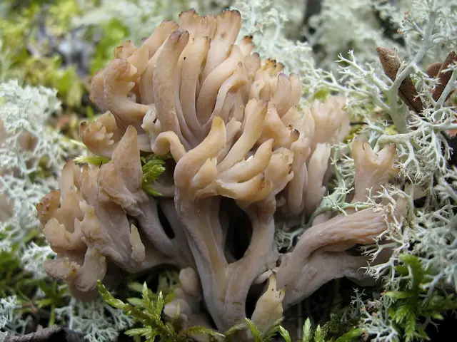 Goździeńczyk grzebieniasty (Clavulina cristata)