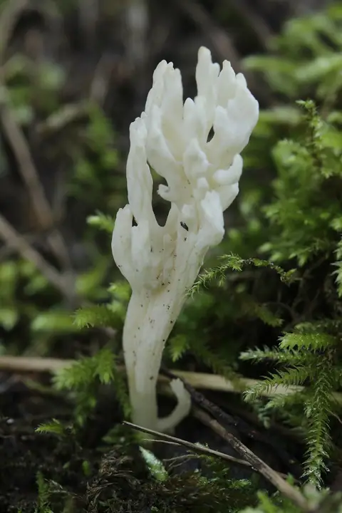 Goździeńczyk pomarszczony (Clavulina rugosa)