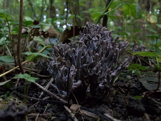 Goździeńczyk popielaty (Clavulina cinerea)