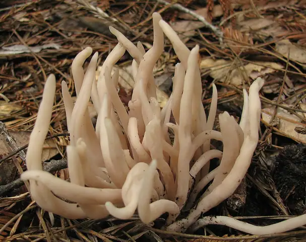 Goździeniec przydymiony (Clavaria fumosa)