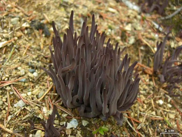 Goździeniec purpurowy (Alloclavaria purpurea)