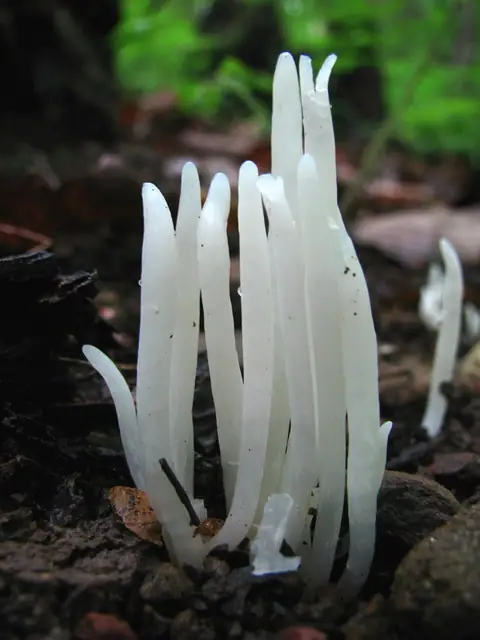 Goździeniec robakowaty (Clavaria fragilis)