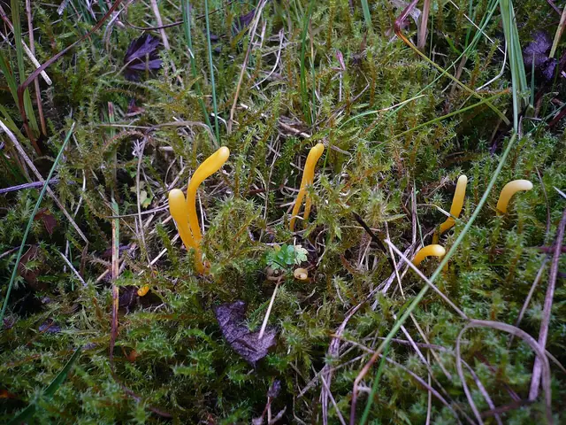 Goździeniowiec miodowy (Clavulinopsis helvola)