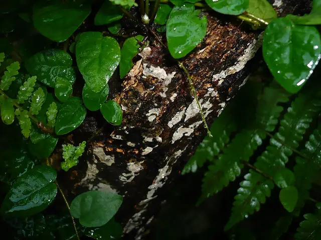 Goździopłaszczek nadrzewny (Clavulicium macounii)