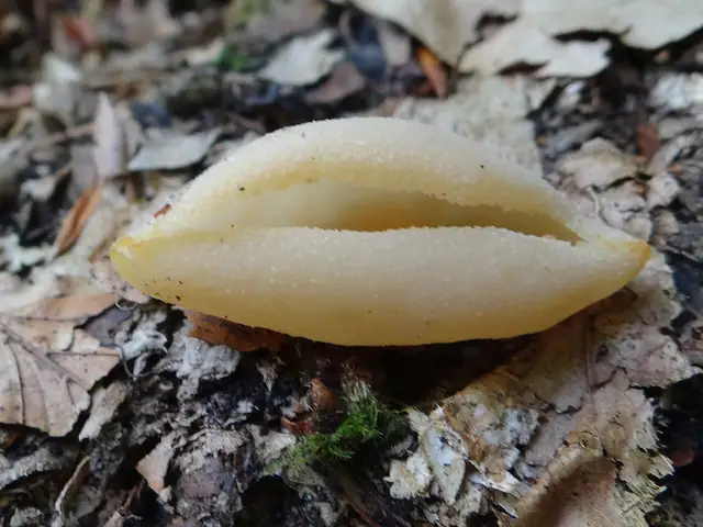 Gralowiec większy (Tarzetta catinus)