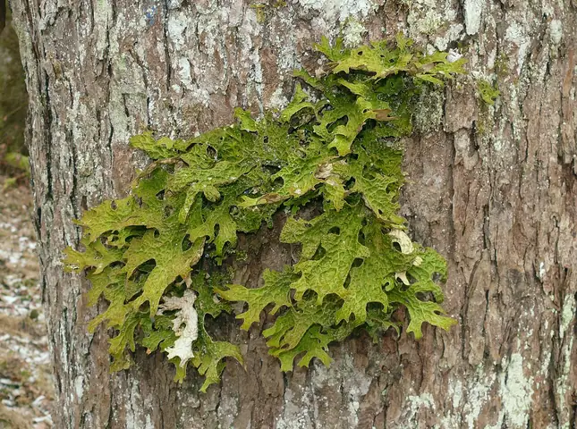 Granicznik płucnik (Lobaria pulmonaria)