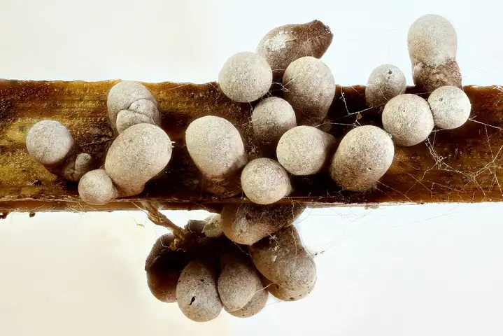 Gronianka liliowa (Badhamia lilacina)
