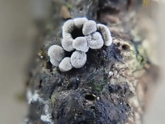 Gronianka wielka (Badhamia macrocarpa)