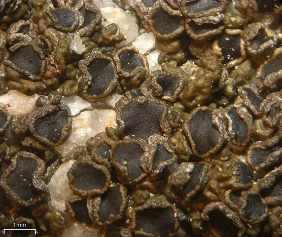 Gruboszek bury (Protoparmelia badia)