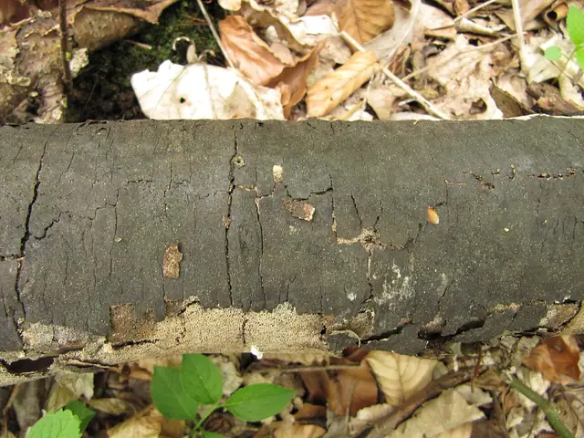Gruzak brzozowy (Diatrype stigma)