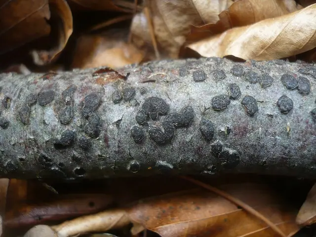 Gruzak bukowy (Diatrype disciformis)