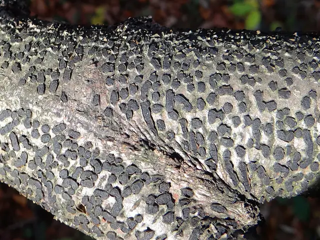 Gruzak wierzbowy (Diatrype bullata)