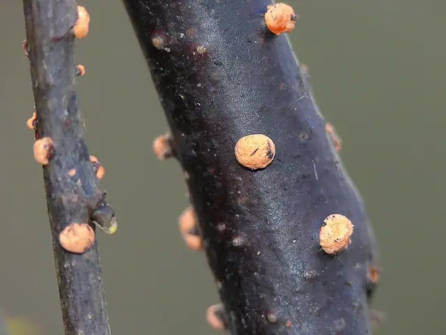 Gruzełek cynobrowy (Nectria cinnabarina)