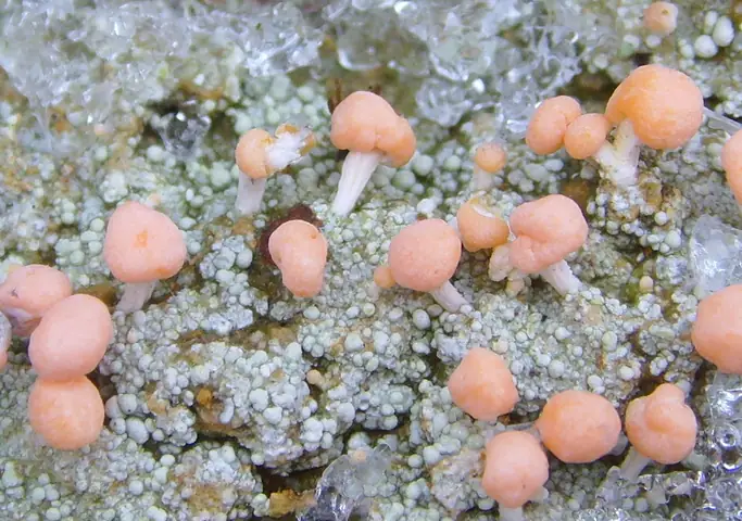 Grzybczyk różowy (Dibaeis baeomyces)